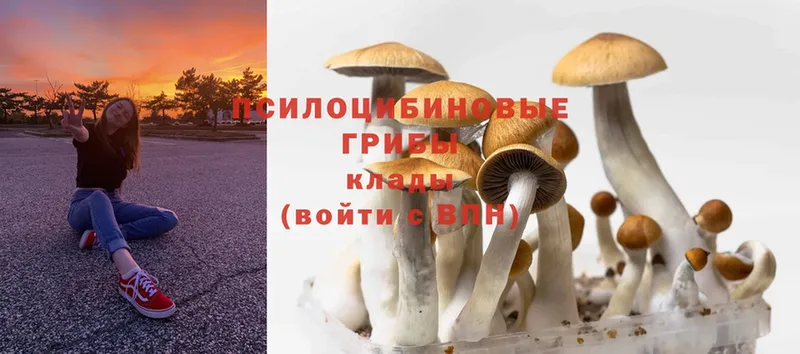 Галлюциногенные грибы MAGIC MUSHROOMS  Наволоки 